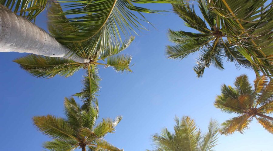 diseno web punta cana